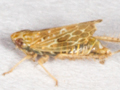 Adarrus ocellaris